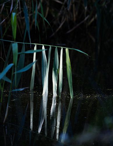 Light in the darkness