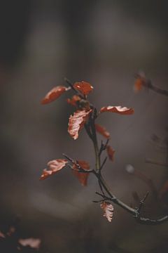 Couleurs d'automne sur Frank van Hulst