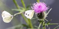 Butterfly on thistle von Mark Zanderink Miniaturansicht