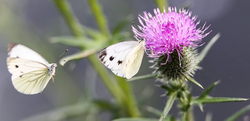 Butterfly on thistle von Mark Zanderink