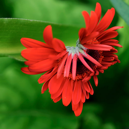Gerbera