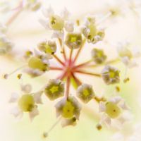 Flutewort, macro-fleur