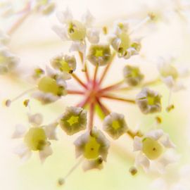 Fluteswort, macro flower