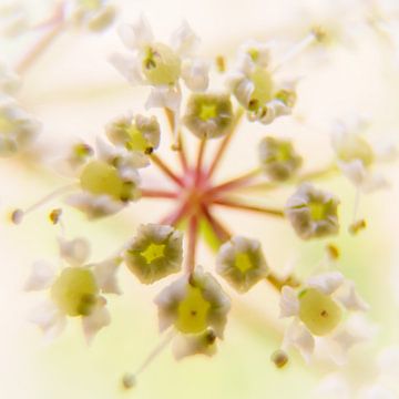 Fluitenkruid, macrofotografie van bloem van Pauline Weder