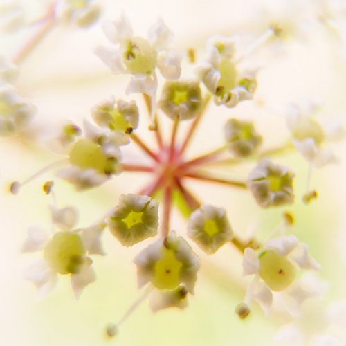 Fluitenkruid, macrofotografie van bloem