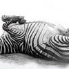 Rollende Zebra, zwart-wit (Dierenpark Emmen) van Aafke's fotografie