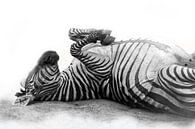 Rollende Zebra, zwart-wit (Dierenpark Emmen) van Aafke's Art thumbnail