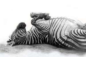 Rollende Zebra, zwart-wit (Dierenpark Emmen)