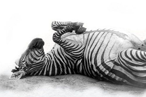 Rollende Zebra, zwart-wit (Dierenpark Emmen)