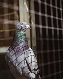 Pigeon et Ombre sur Wahid Fayumzadah
