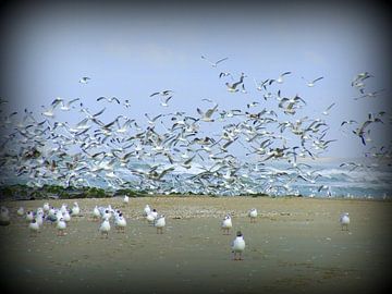 seagulls van Francisco de Almeida