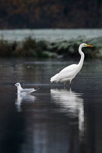 Reiher in Möwe in Wasser