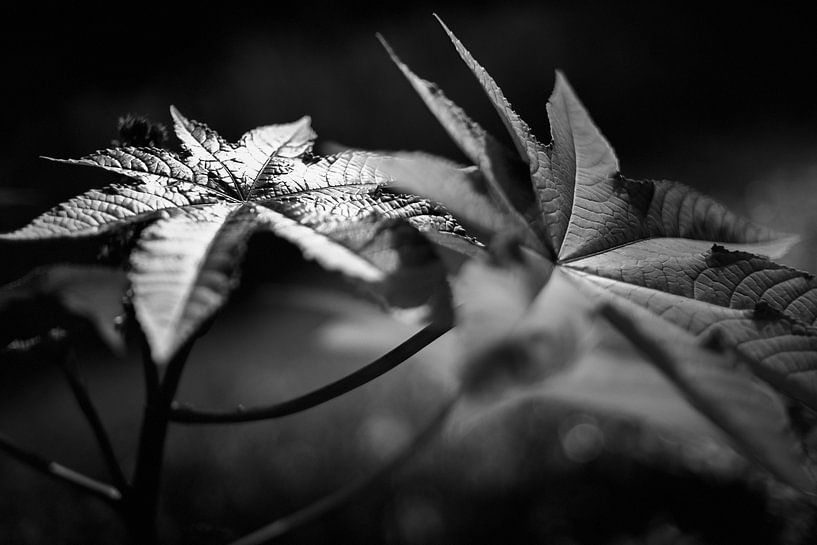 Abstract plants and leaves by Rene  den Engelsman