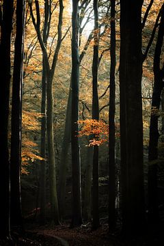 Golden leafs van Marc Houter