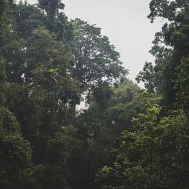 forêt tropicale sur Ennio Brehm