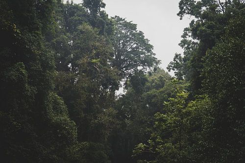 Regenwald von Ennio Brehm