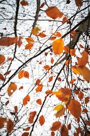 autumn by Danny Akkermans photographic works.