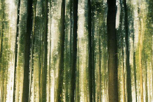 Moving tree trunks in the forest