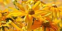 Rudbeckia