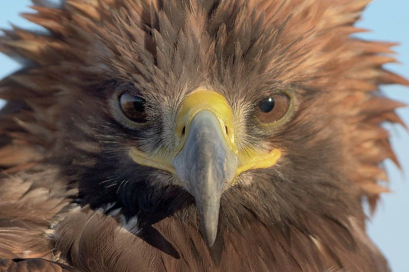 L'aigle par Eric Nagel