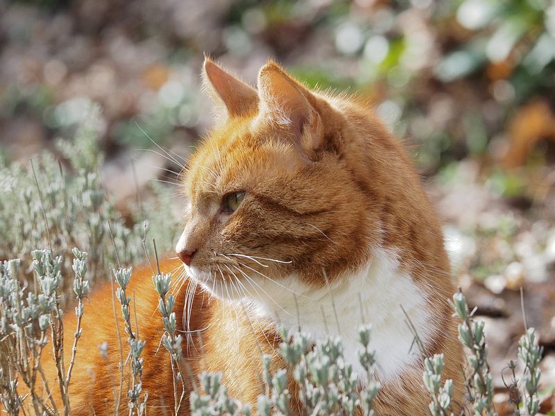 Cat in lavender by Katrin May