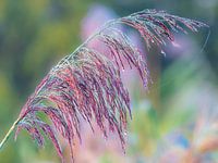 Couleurs dans la nature