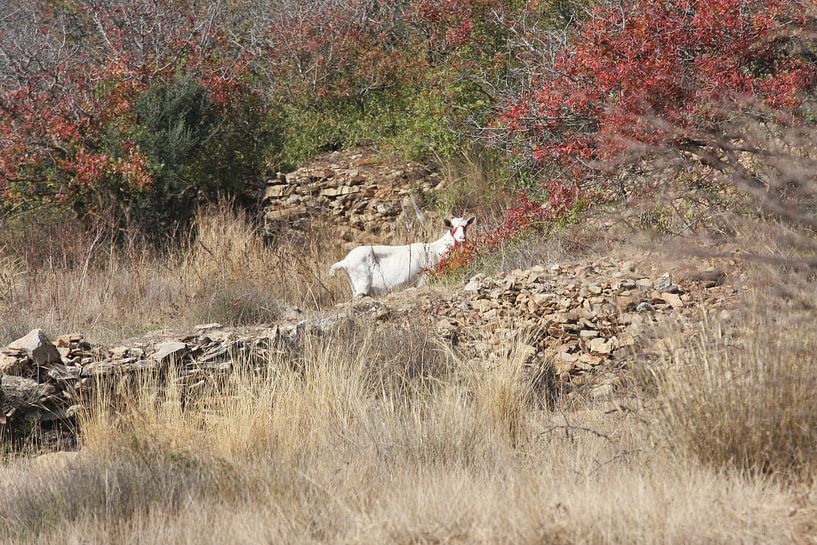 Berggeit van Dutchphoto Press Pressphoto