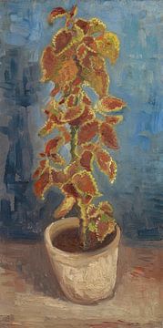 Coleus Plant in a Flowerpot, Vincent van Gogh