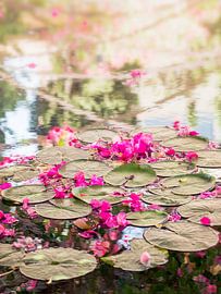 Flowers and water lilies in a pond on Mallorca by Evelien Oerlemans