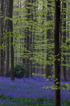 Fresh green and purple in the Haller forest by Menno Schaefer