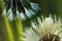 Paardenbloem met waterdruppels