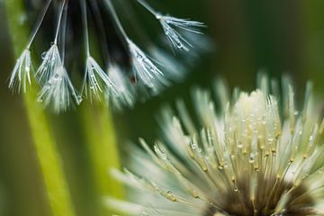 Paardenbloem met waterdruppels van Nicole Schmidt