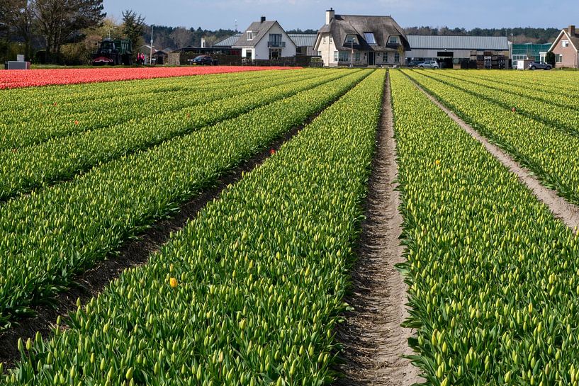 Bulb field - flower still in bud by Henk Alblas