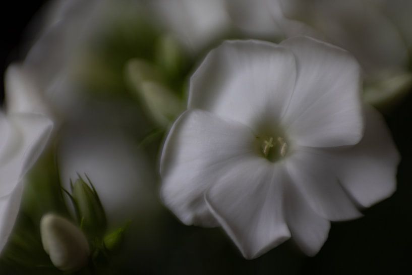 Sfeerbeeld bloem van Arjan Ploeg