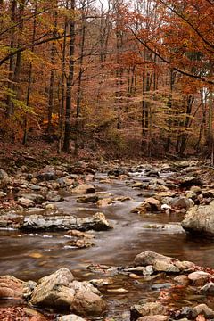 Een rivier door een herfstachtige bos van Gerard de Zwaan