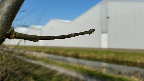 close up van een tak#2