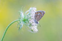 Icarus op een bloem