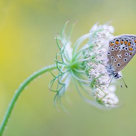 Icarus op een bloem van Hugo Meekes