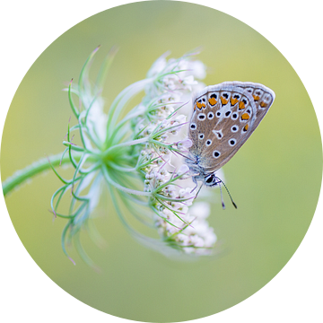 Icarus op een bloem van Hugo Meekes