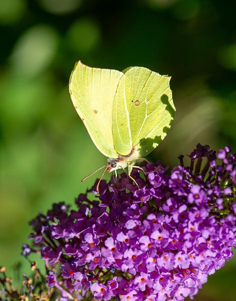 Zitronenfalter auf lila Blüte des Schmetterlingsstrauchs von Jan Fritz