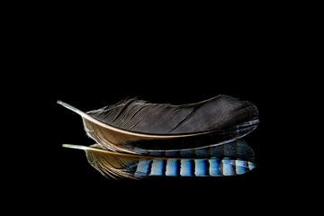 Jay feather with reflection and black background by Dafne Vos