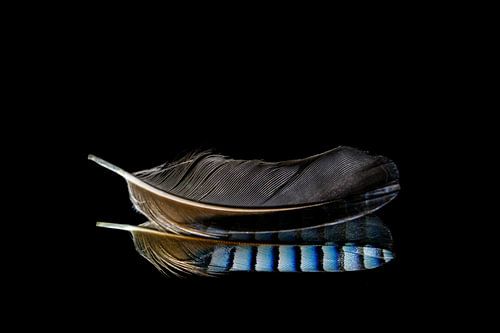 Jay feather with reflection and black background