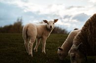 Lamb by Laura thumbnail