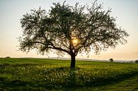 Fruit tree at sunset in Rhön Mountains by Holger Spieker thumbnail