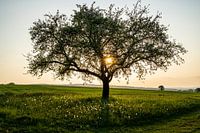 Fruitboom bij zonsondergang in de Rhön