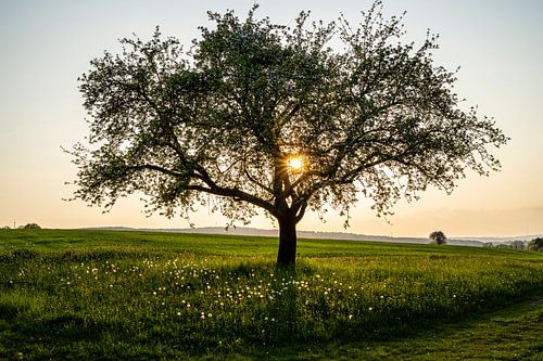 Fruit tree at sunset in Rhön Mountains