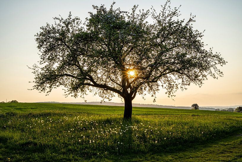 Fruit tree at sunset in Rhön Mountains by Holger Spieker