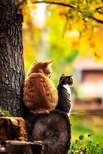 Ruhige Katzen in herbstlicher Landschaft von Art & Soul Creations
