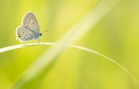 Kurzschwänziger Bläuling von Danny Slijfer Natuurfotografie Miniaturansicht