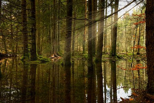 Water & zonnestralen in het bos